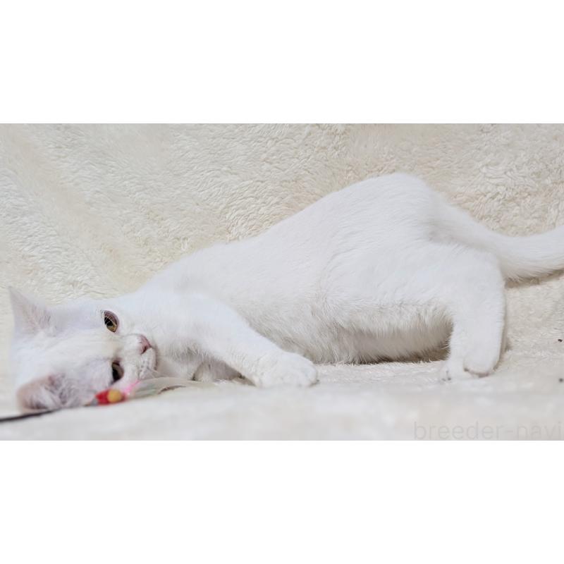 販売中の宮城県のスコティッシュフォールド-106257の6枚目