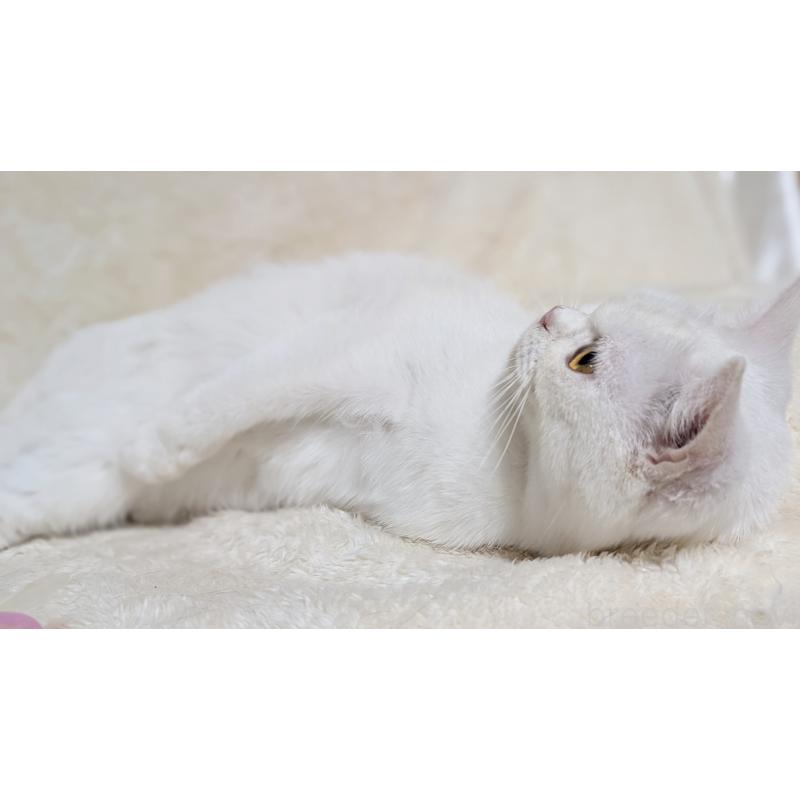 販売中の宮城県のスコティッシュフォールド-106257の5枚目