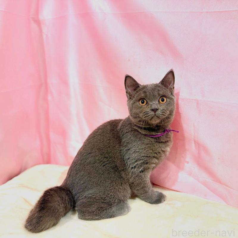 販売中の東京都のブリティッシュショートヘア-137111の7枚目