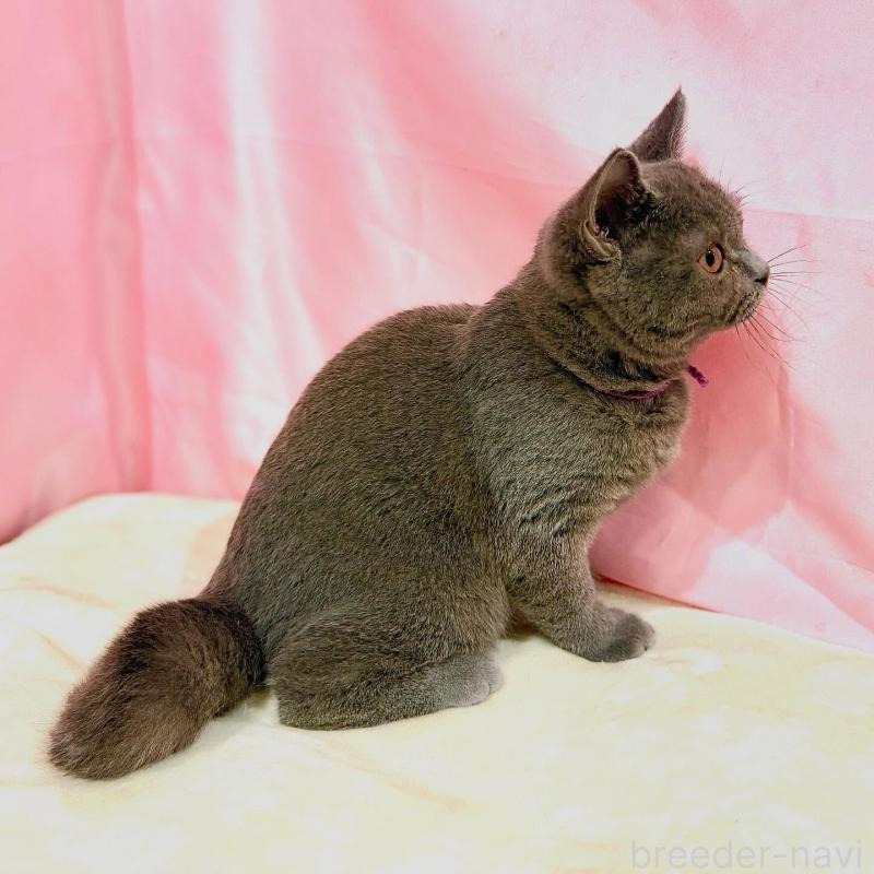 販売中の東京都のブリティッシュショートヘア-137111の6枚目