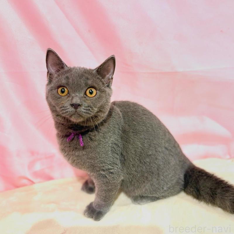 販売中の東京都のブリティッシュショートヘア-137111の4枚目