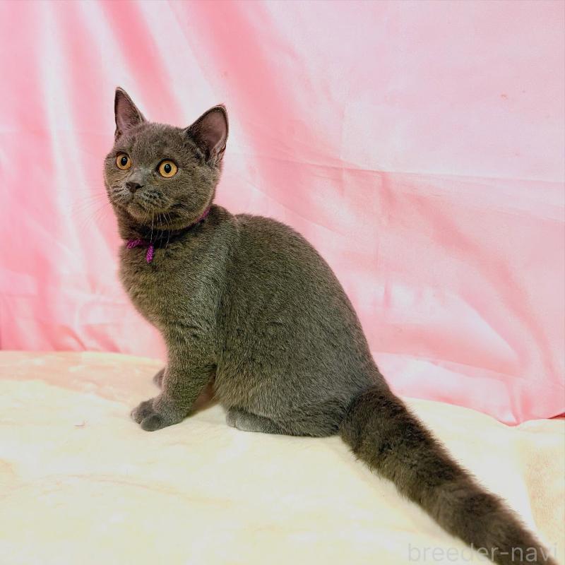 販売中の東京都のブリティッシュショートヘア-137111の3枚目