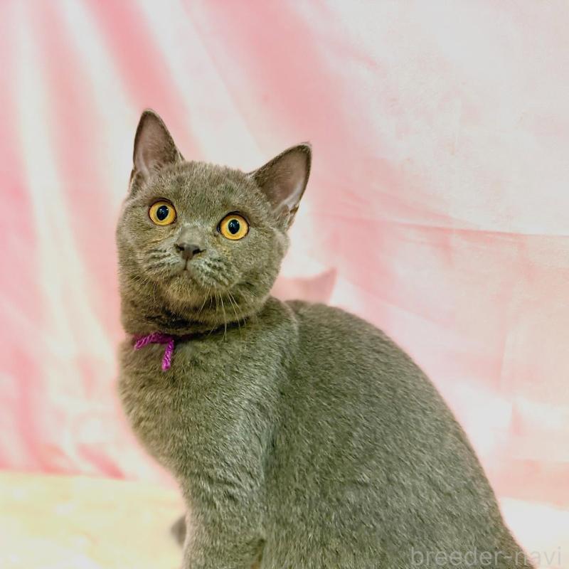 販売中の東京都のブリティッシュショートヘア-137111の2枚目