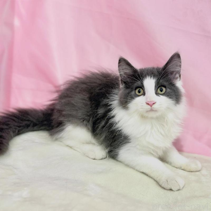 販売中の東京都のノルウェージャンフォレストキャット-137113の8枚目