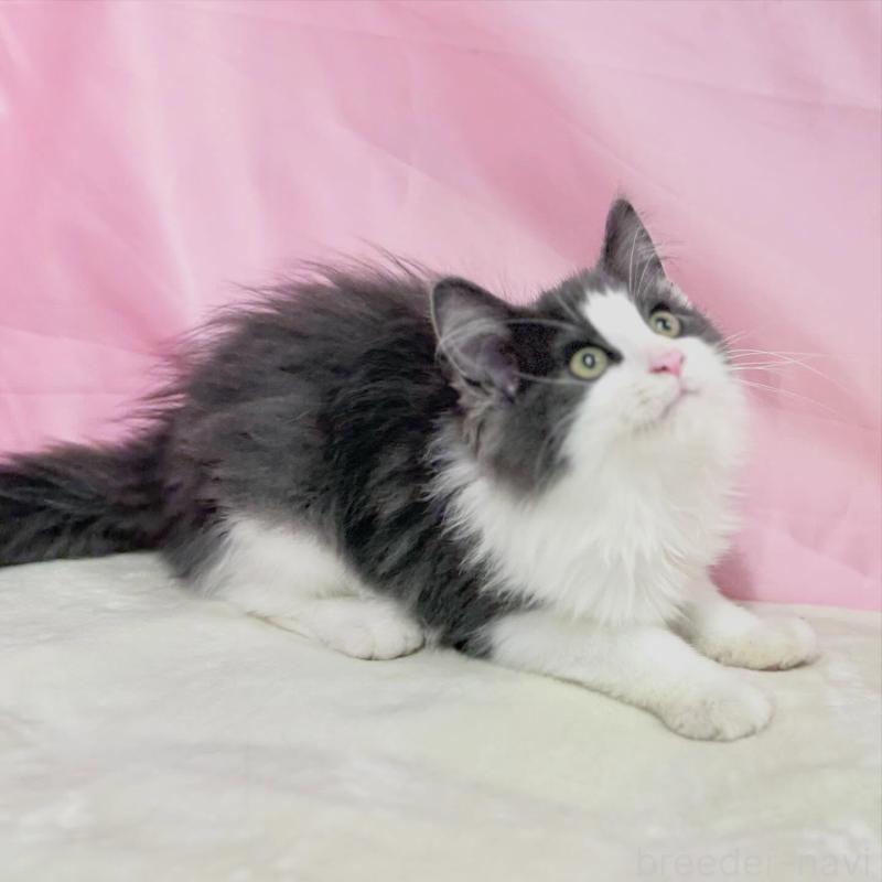 販売中の東京都のノルウェージャンフォレストキャット-137113の6枚目