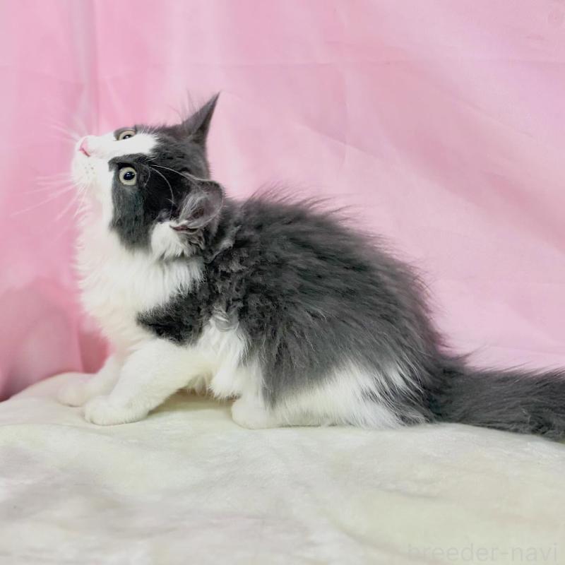 販売中の東京都のノルウェージャンフォレストキャット-137113の5枚目