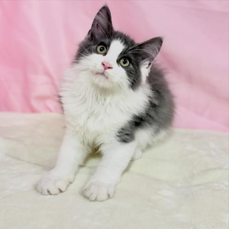 販売中の東京都のノルウェージャンフォレストキャット-137113の4枚目