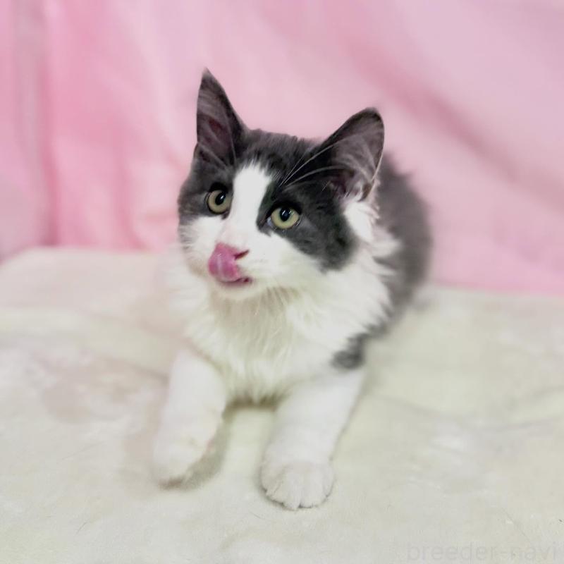 販売中の東京都のノルウェージャンフォレストキャット-137113の3枚目
