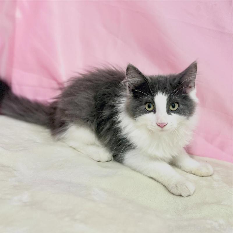 販売中の東京都のノルウェージャンフォレストキャット-137113の2枚目