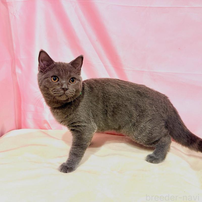 販売中の東京都のブリティッシュショートヘア-137114の8枚目