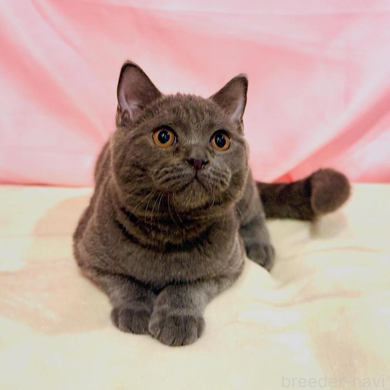 販売中の東京都のブリティッシュショートヘア-137114の7枚目