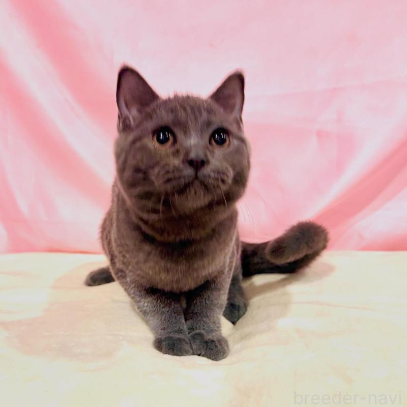 販売中の東京都のブリティッシュショートヘア-137114の6枚目