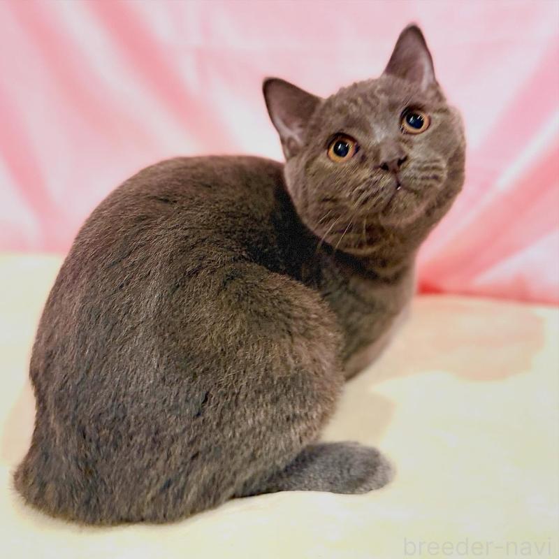 販売中の東京都のブリティッシュショートヘア-137114の5枚目