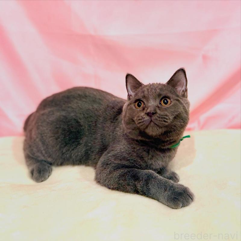 販売中の東京都のブリティッシュショートヘア-137114の3枚目