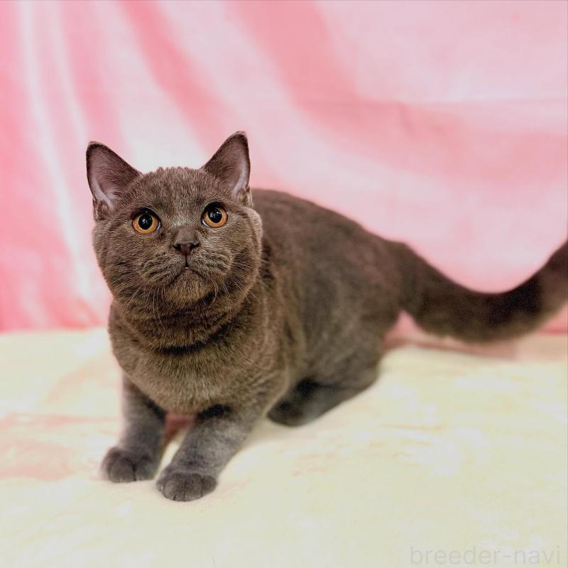 販売中の東京都のブリティッシュショートヘア-137114の2枚目