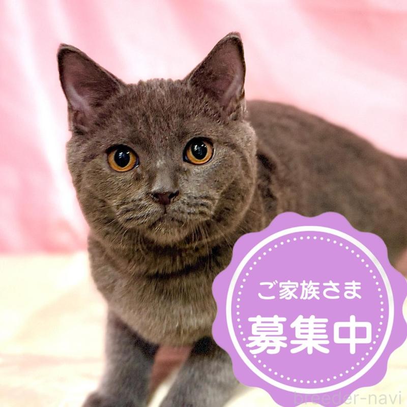 販売中の東京都のブリティッシュショートヘア-137114の1枚目