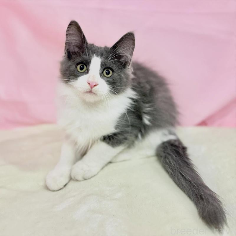 販売中の東京都のノルウェージャンフォレストキャット-137115の7枚目