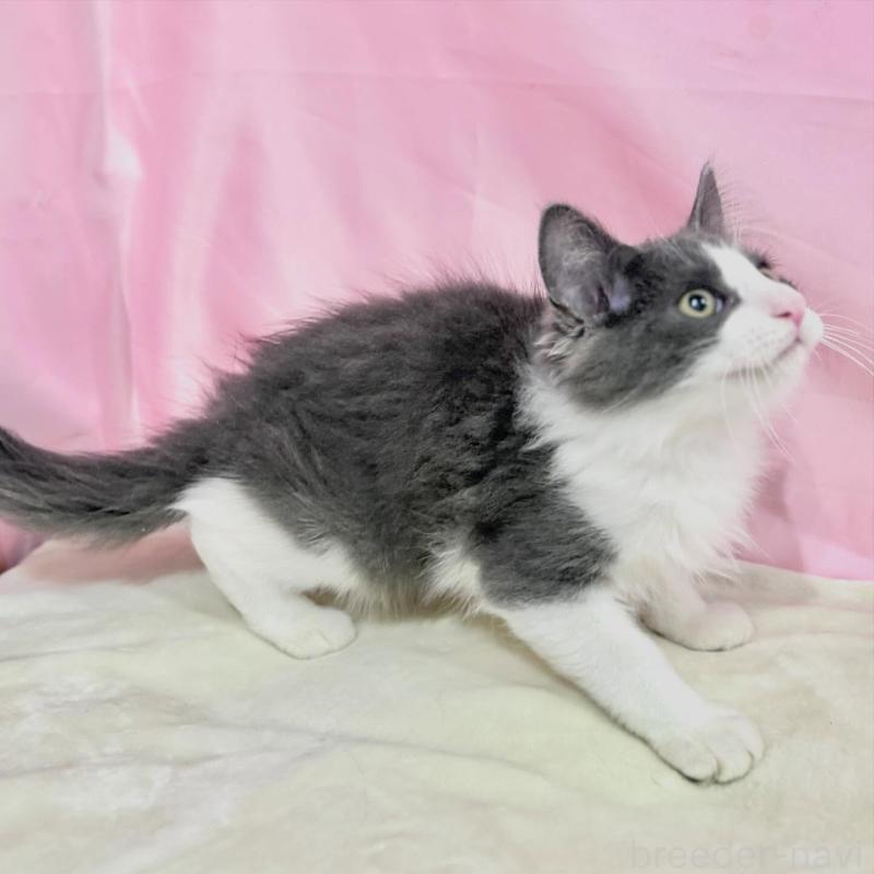 販売中の東京都のノルウェージャンフォレストキャット-137115の6枚目