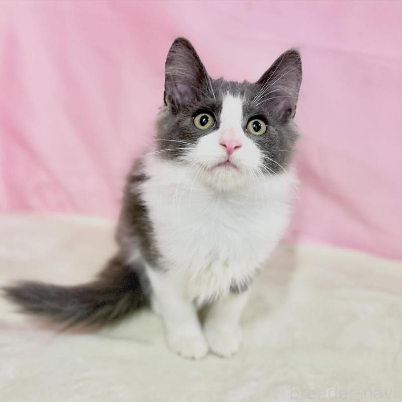 販売中の東京都のノルウェージャンフォレストキャット-137115の5枚目