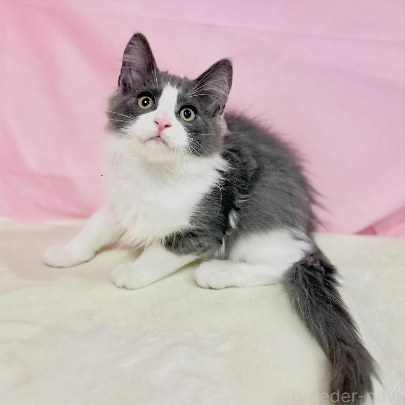 販売中の東京都のノルウェージャンフォレストキャット-137115の3枚目