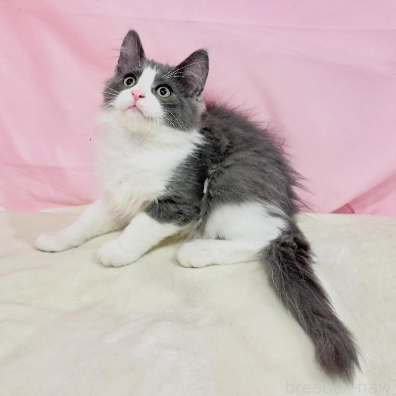 販売中の東京都のノルウェージャンフォレストキャット-137115の2枚目