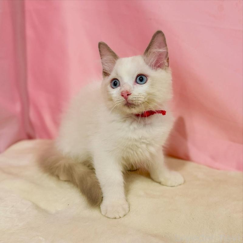 販売中の東京都のラグドール-137116の7枚目