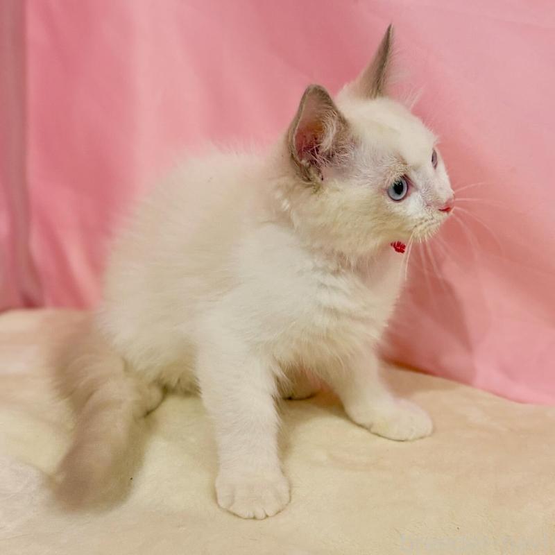 販売中の東京都のラグドール-137116の6枚目