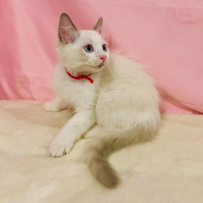 販売中の東京都のラグドール-137116の5枚目