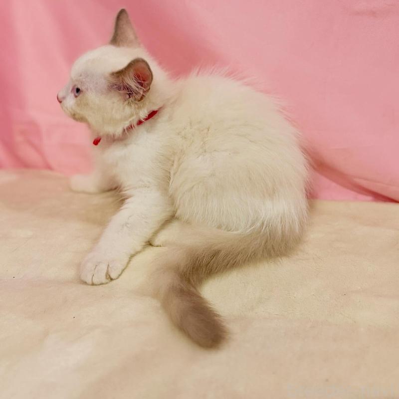 販売中の東京都のラグドール-137116の4枚目