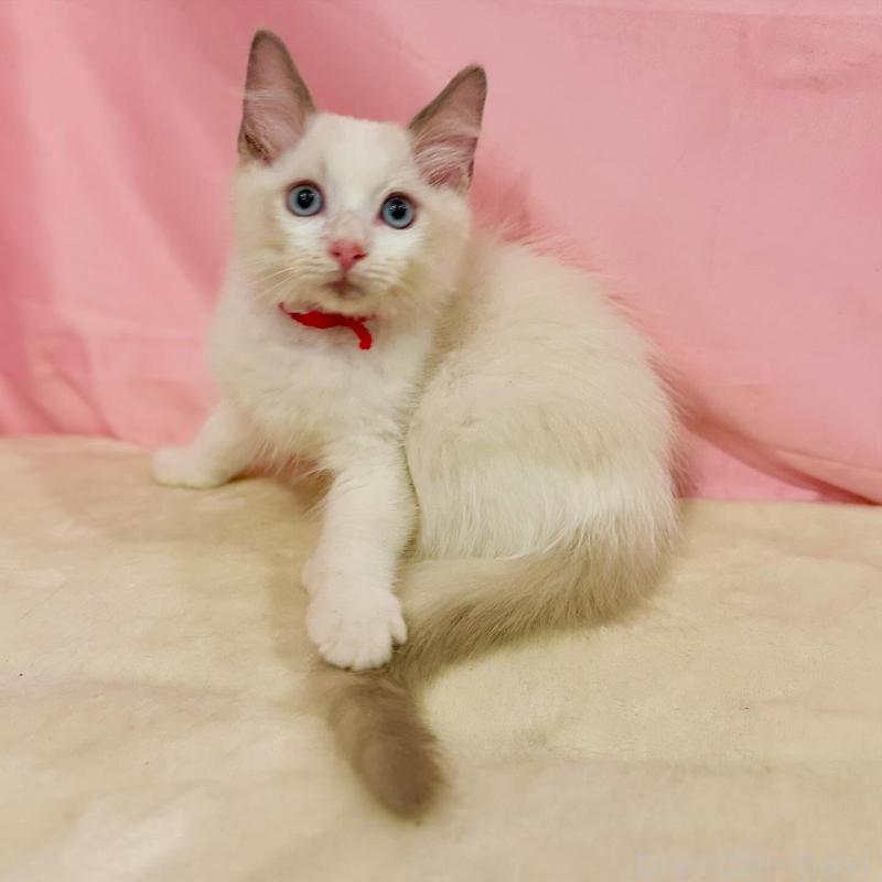 販売中の東京都のラグドール-137116の2枚目