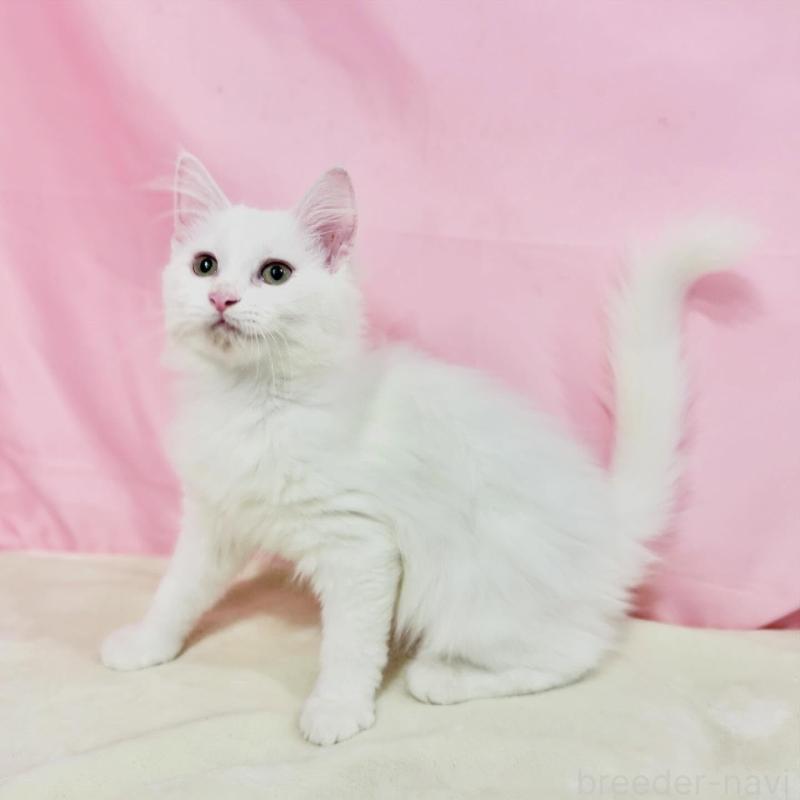 販売中の東京都のノルウェージャンフォレストキャット-137117の6枚目