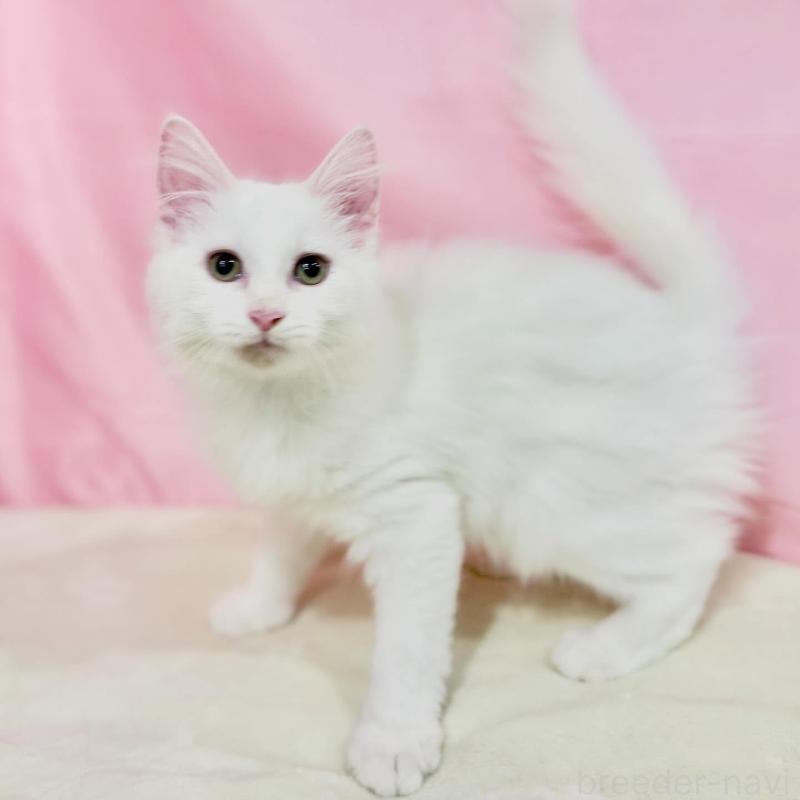 販売中の東京都のノルウェージャンフォレストキャット-137117の5枚目