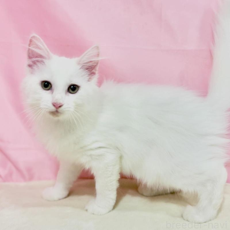 販売中の東京都のノルウェージャンフォレストキャット-137117の4枚目