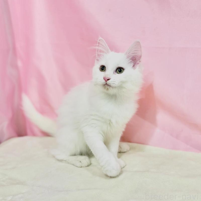 販売中の東京都のノルウェージャンフォレストキャット-137117の2枚目