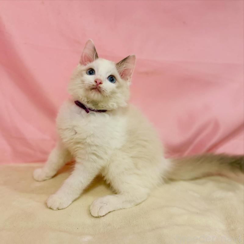 販売中の東京都のラグドール-137118の6枚目