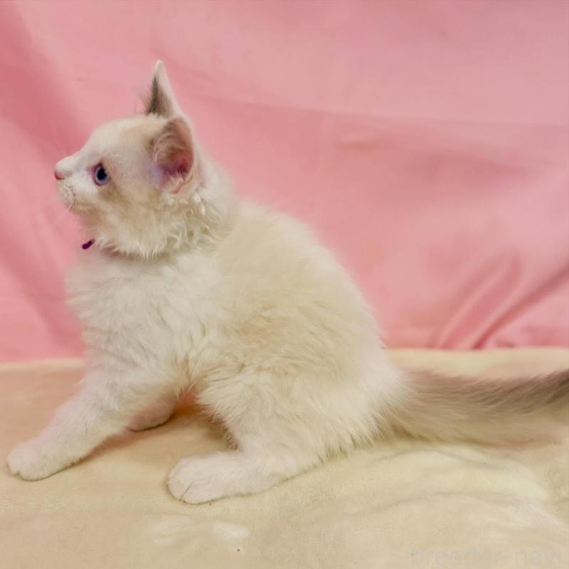 販売中の東京都のラグドール-137118の5枚目