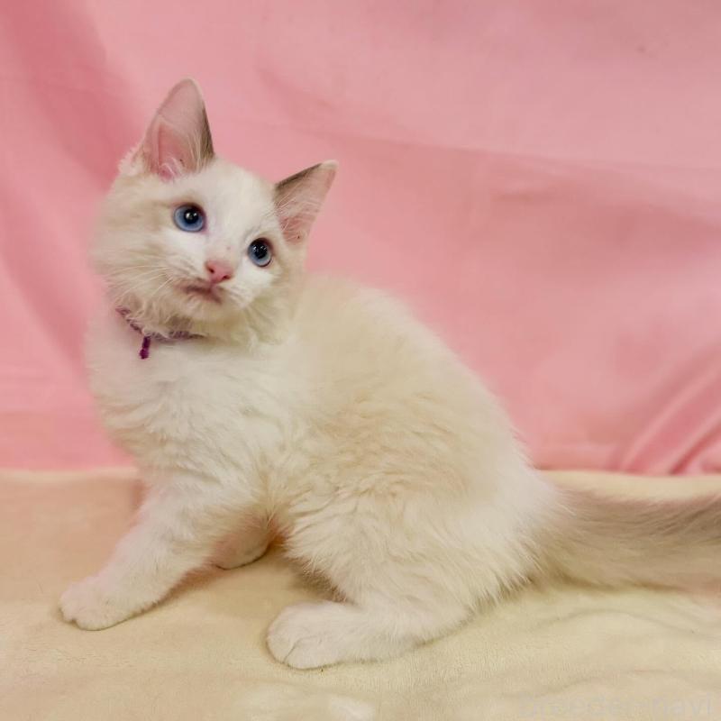 販売中の東京都のラグドール-137118の3枚目