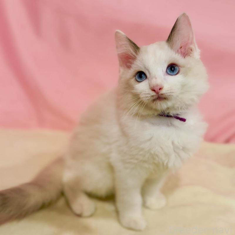 販売中の東京都のラグドール-137118の2枚目