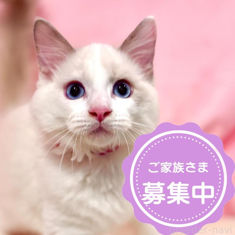 販売中の東京都のラグドール-137119