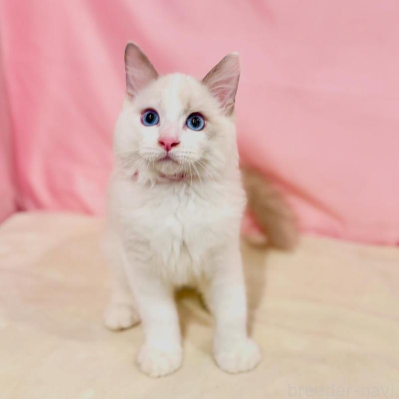 販売中の東京都のラグドール-137119の8枚目