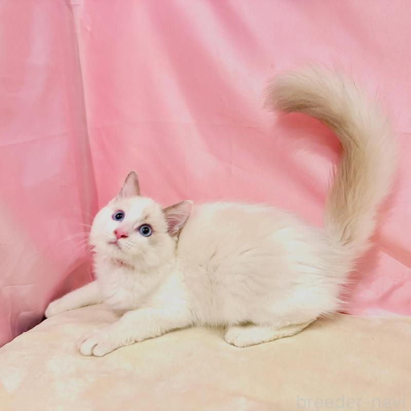 販売中の東京都のラグドール-137119の7枚目