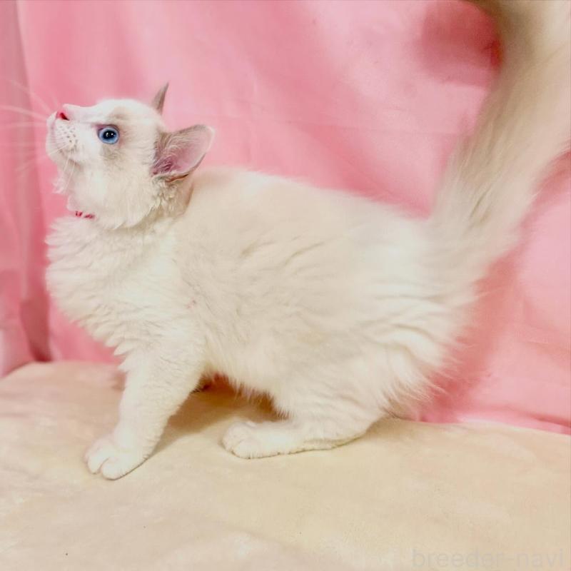 販売中の東京都のラグドール-137119の6枚目