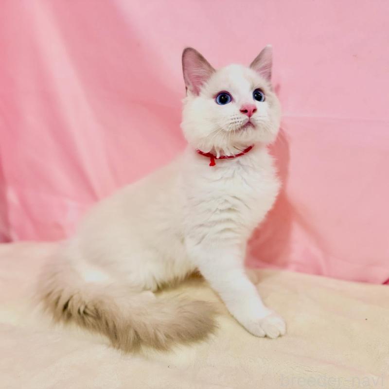 販売中の東京都のラグドール-137119の5枚目