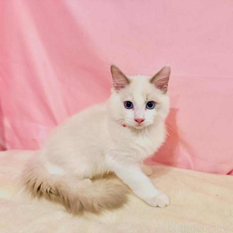 販売中の東京都のラグドール-137119の4枚目