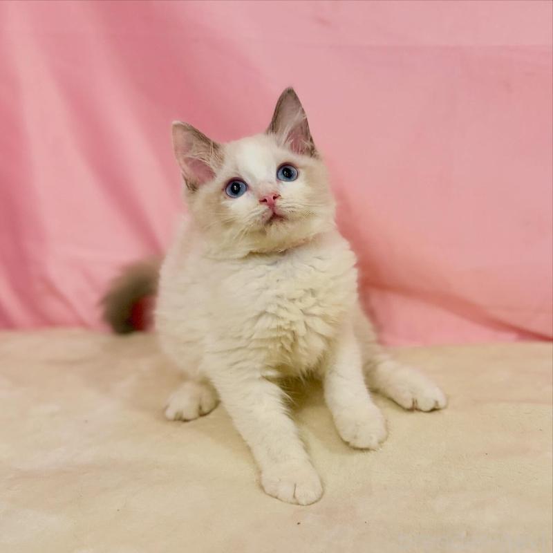 販売中の東京都のラグドール-137120の3枚目