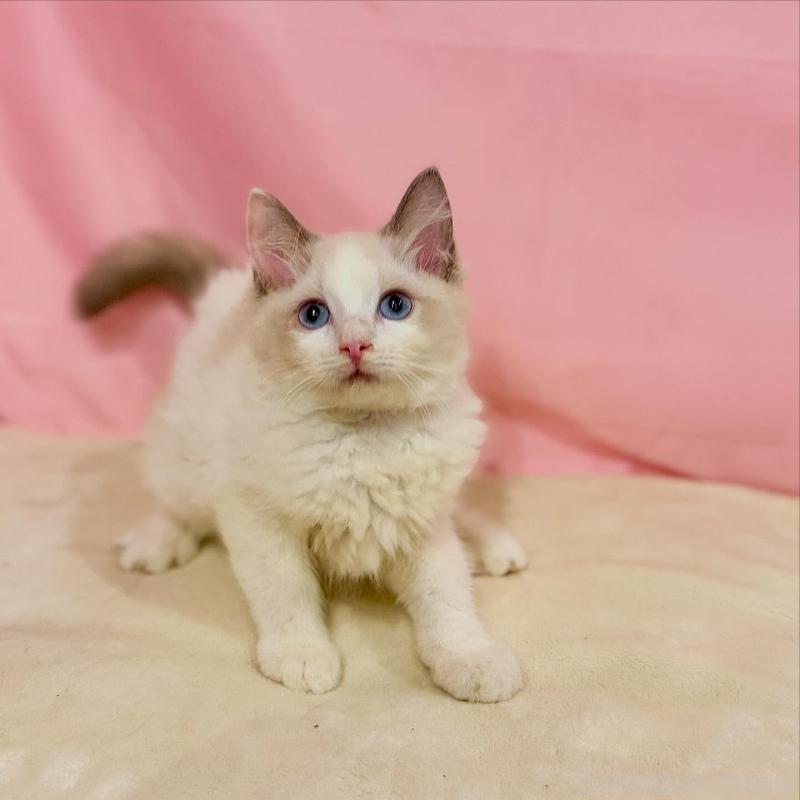 販売中の東京都のラグドール-137120の2枚目