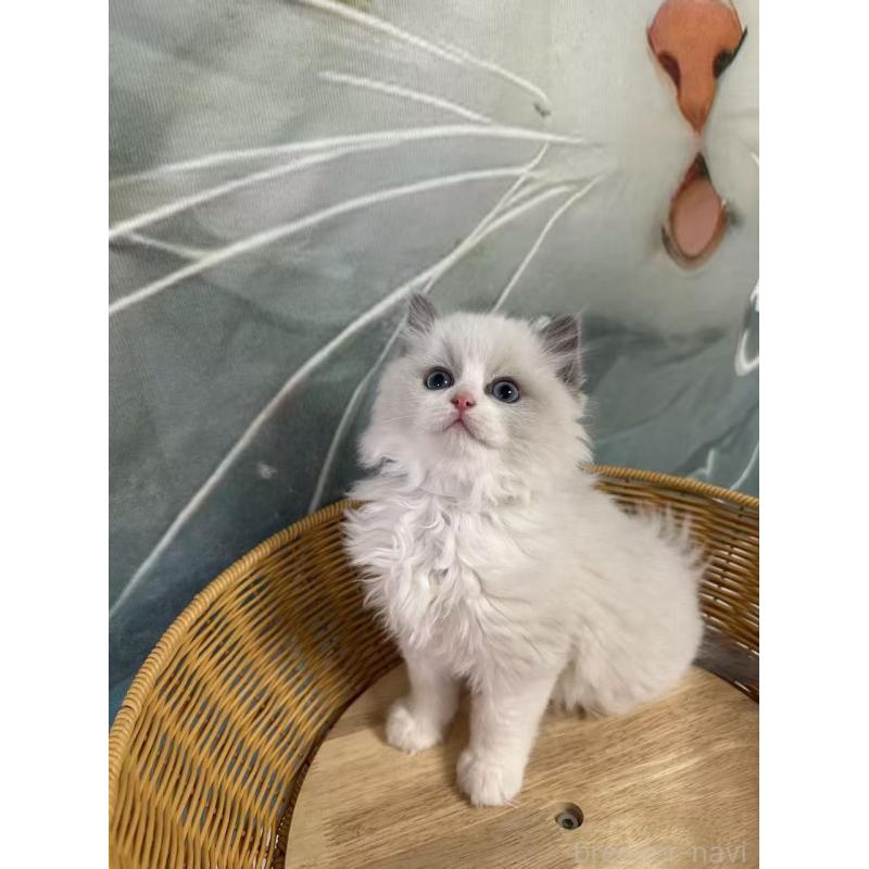 販売中の大阪府のラグドール-135344の8枚目