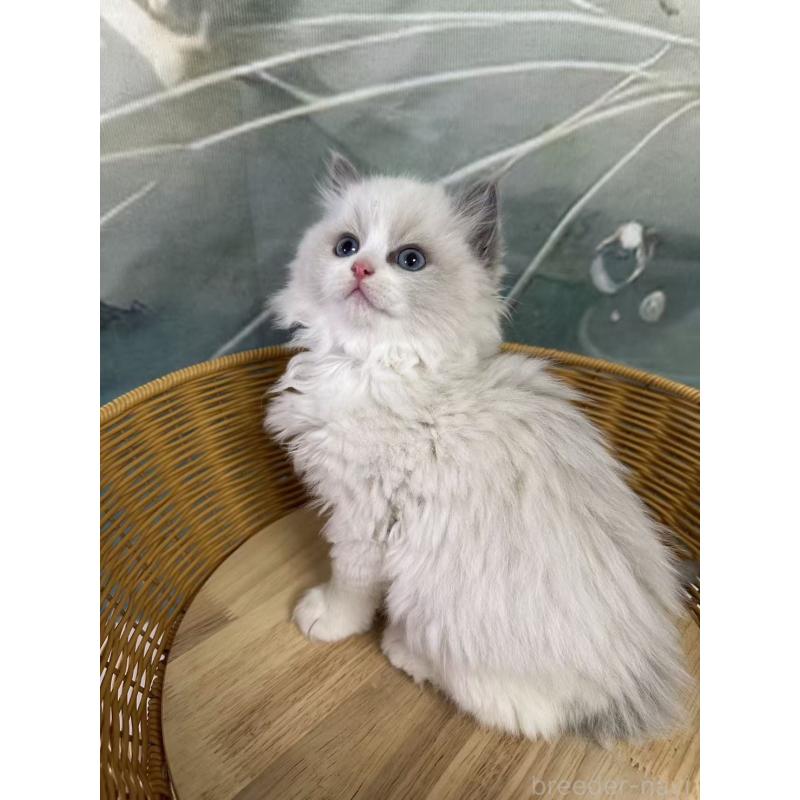 販売中の大阪府のラグドール-135344の6枚目