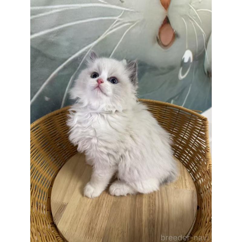 販売中の大阪府のラグドール-135344の5枚目