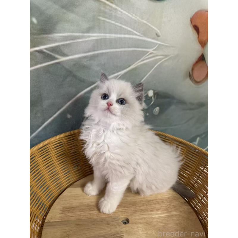 販売中の大阪府のラグドール-135344の4枚目